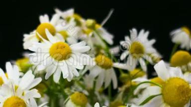 白色美丽的洋甘菊的花。 一束田野雏菊。 特写镜头。 夏季洋甘菊。 草药花。 开花